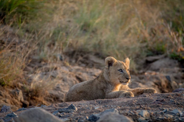 istock Lion cub laying in a dry riverbed. 865313930