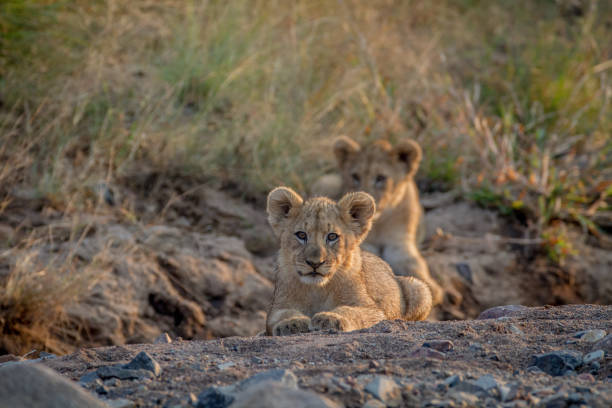 istock Two Lion cubs laying in a dry riverbed. 865313946