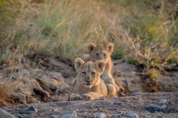 istock Two Lion cubs laying in a dry riverbed. 865313974