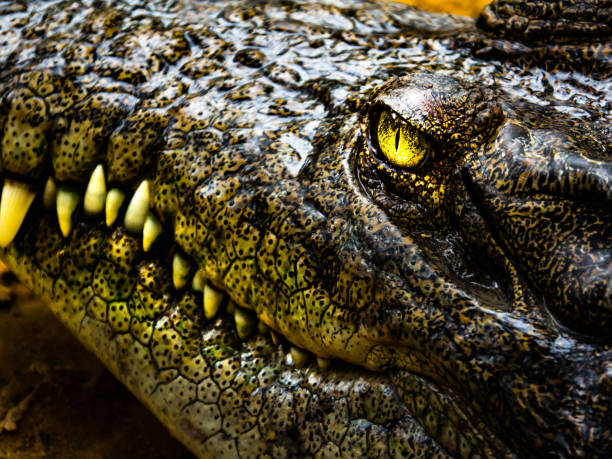 istock Face of Crocodile and beautiful eye and teeth 865314064