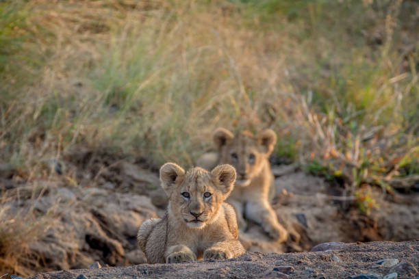 istock Two Lion cubs laying in a dry riverbed. 865314110