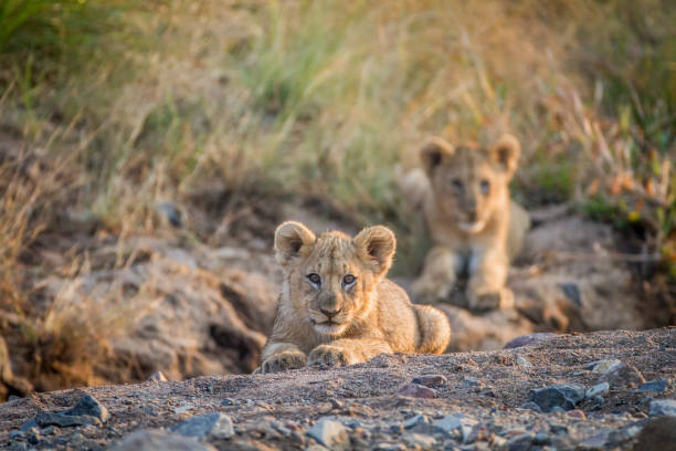 istock Two Lion cubs laying in a dry riverbed. 865314114