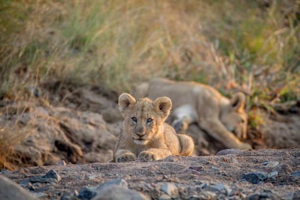 istock Two Lion cubs laying in a dry riverbed. 865314344