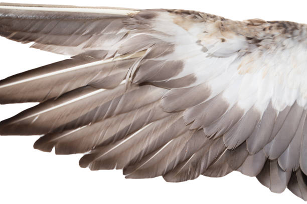 istock feathers on the wings of a wild duck 865316454