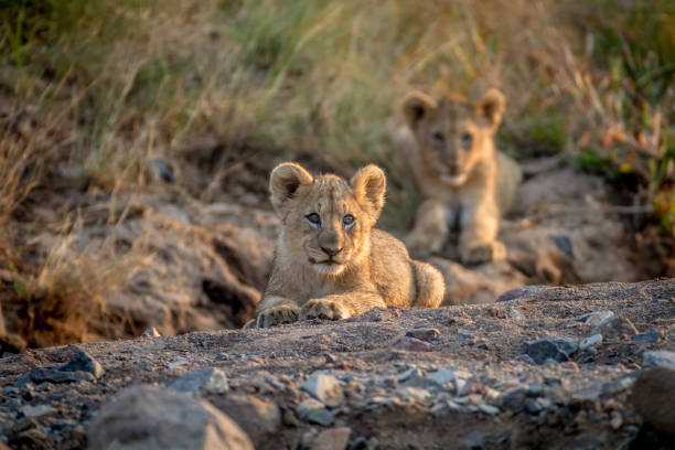 istock Two Lion cubs laying in a dry riverbed. 865316476