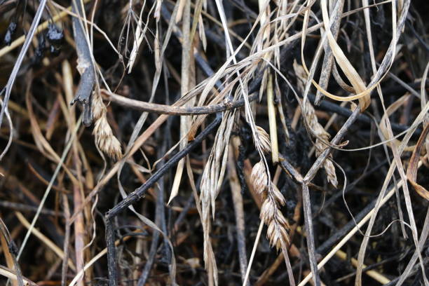 istock a haystack on a stretch in the old village 865316484