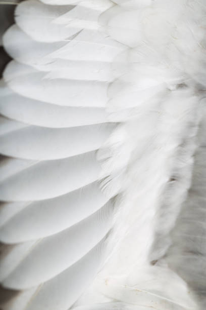 istock feathers on the wings of a wild duck 865316718