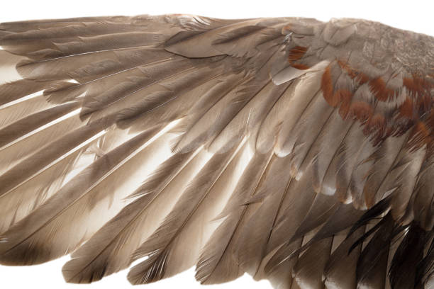 istock feathers on the wings of a wild duck 865316776