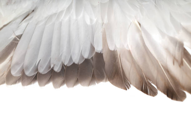 istock feathers on the wings of a wild duck 865316998