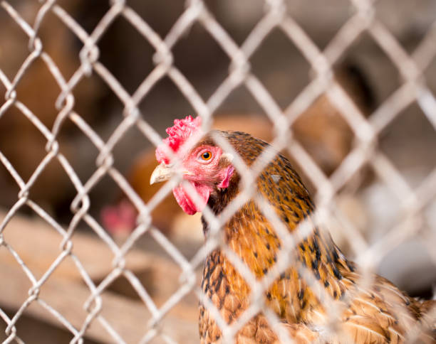 istock chicken behind the fence 865317808