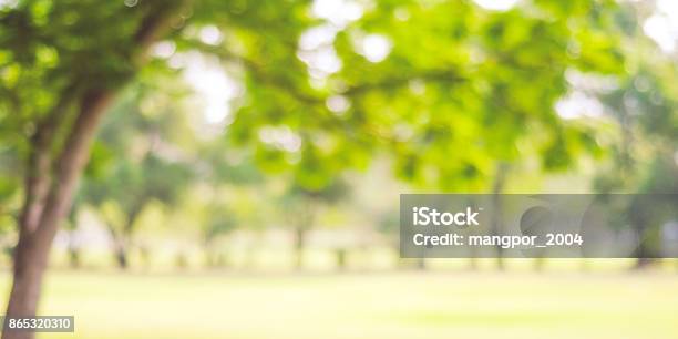 Blurred Park With Bokeh Light Nature Background Banner Fall Autumn Season Stock Photo - Download Image Now