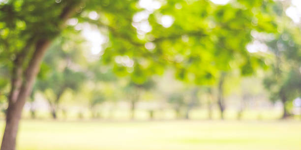 zamazany park ze światłem bokeh, tłem przyrody, banerem, jesień, sezon jesienny - park tree light autumn zdjęcia i obrazy z banku zdjęć