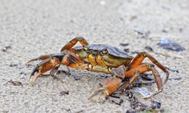 Large common shore crab on a sandy beach stock photo