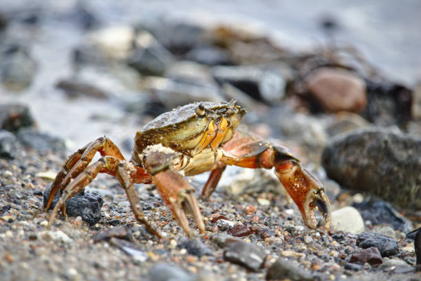 Common shore crab sitting on a pebble beach stock photo