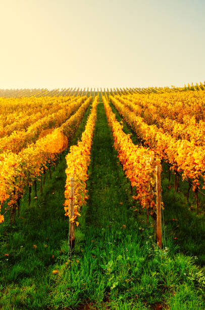 istock Sunny autumn vineyard in Germany 865321102