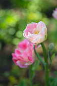 tulpen-wachsen.jpg?b=1&s=170x170&k=20&c=U9n72_aT7bV4k_Tefeni4QTqW8jB1JDz66yfKQbf7rI=