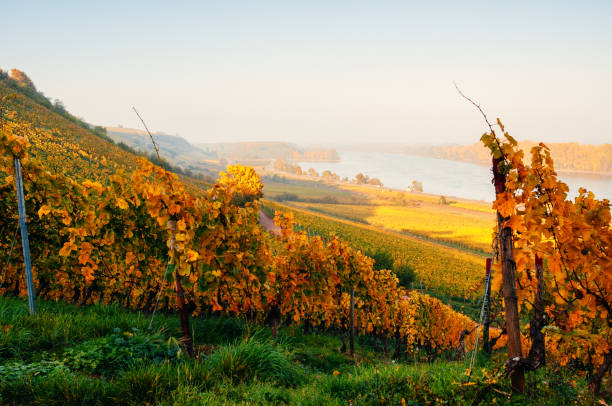 Sunny autumn vineyard in Germany stock photo