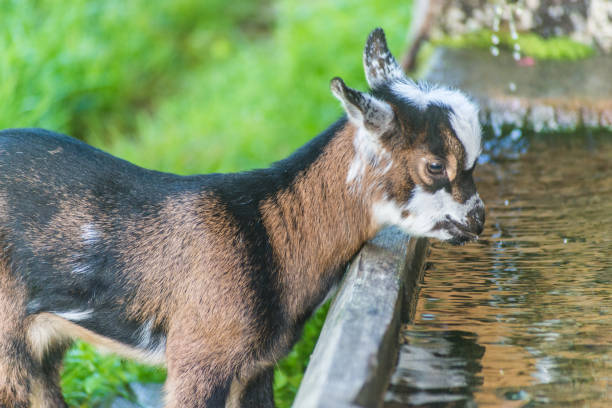 A cute goat at farm in a Summer's day. Goats head close up.