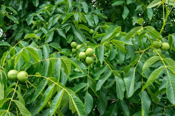 Green, unripe walnuts with natural background. Scientific name Juglans regia