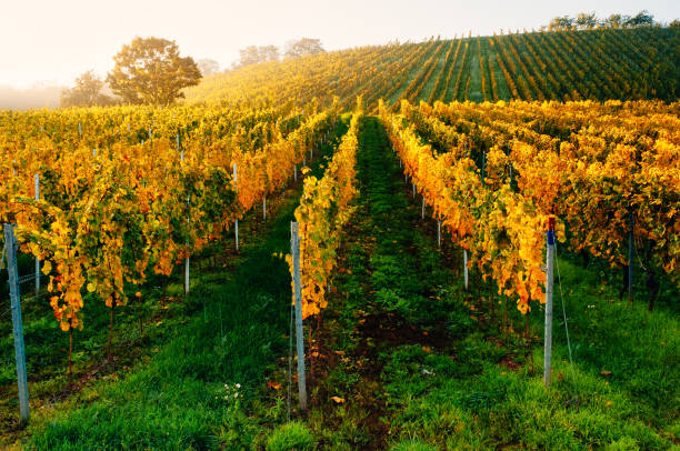 istock Sunny autumn vineyard in Germany 865328006