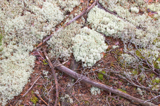istock Lichen and pine needles on the forest ground 865328514