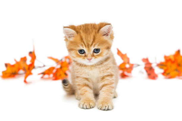 istock Little British kitten and autumn leaves 865328580