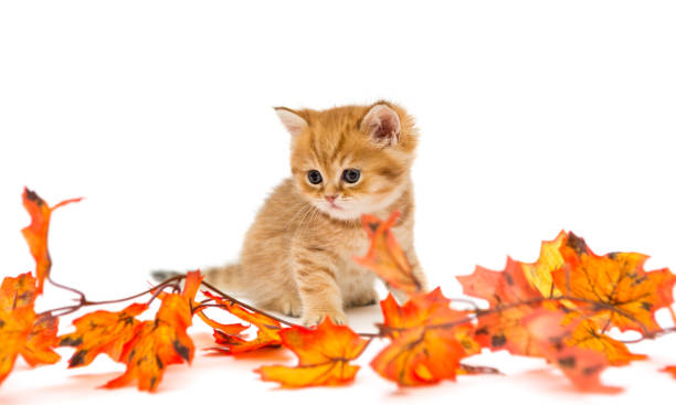 istock Little British kitten and autumn leaves 865328650