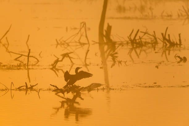 istock Cormorant in the dawn mist flapping on their wings 865328772