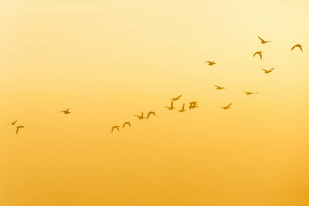 istock Flock of Geese flying at dawn in the sky 865328800