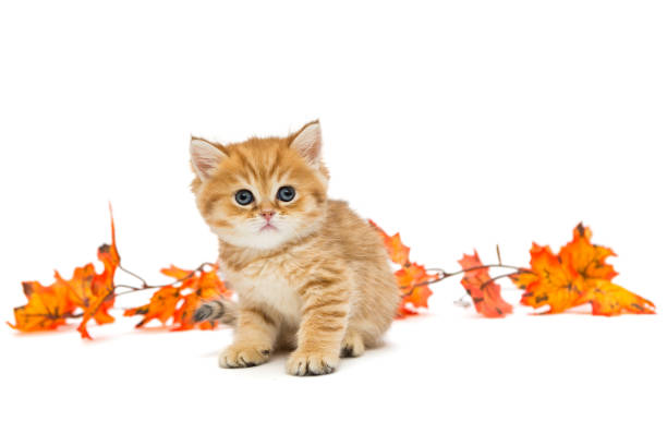 istock Little British kitten and autumn leaves 865329106