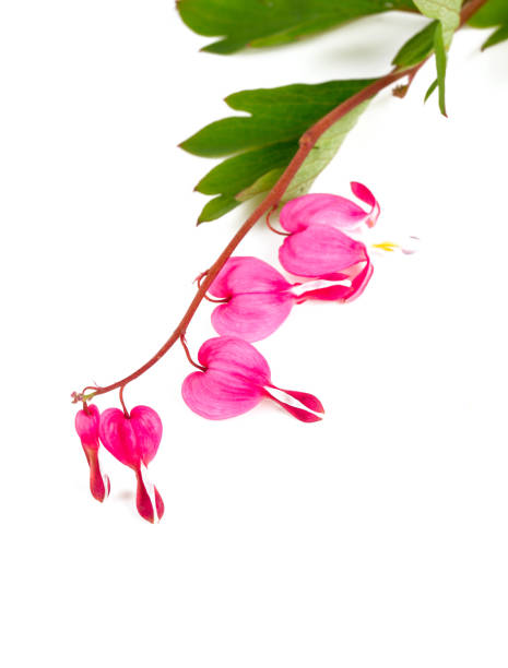 istock bleeding heart flower isolated on white 865329182
