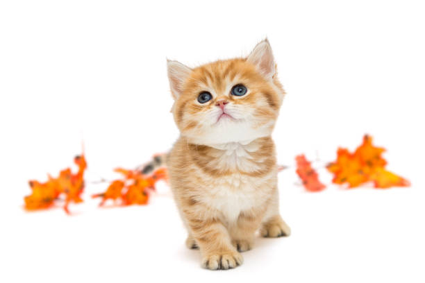 istock Little British kitten and autumn leaves 865329276
