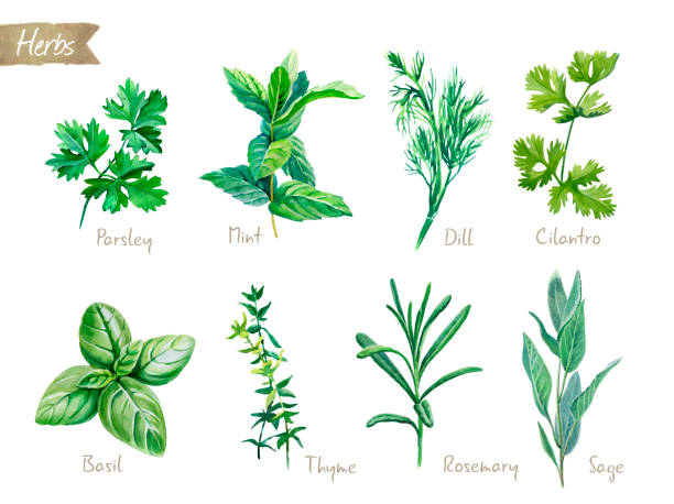 illustrations, cliparts, dessins animés et icônes de herbes culinaires collection aquarelle illustration avec chemins de détourage - parsley cilantro herb freshness