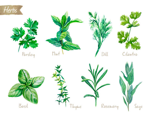 illustrazioni stock, clip art, cartoni animati e icone di tendenza di illustrazione acquerello collezione erbe culinarie con percorsi di ritaglio - parsley cilantro herb freshness