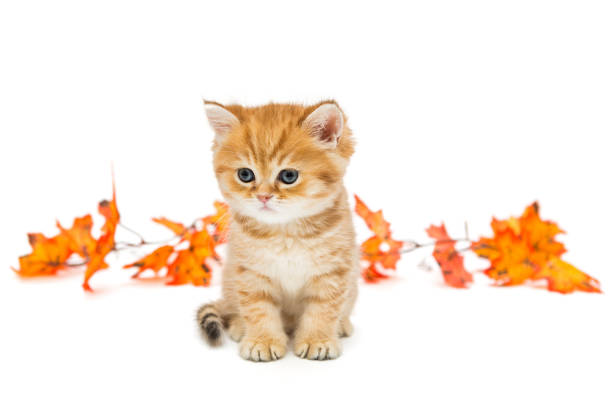 istock Little British kitten and autumn leaves 865331666
