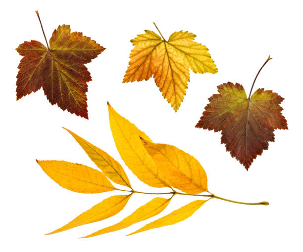 istock Set of autumn leaves on a white background. An isolated object 865331922