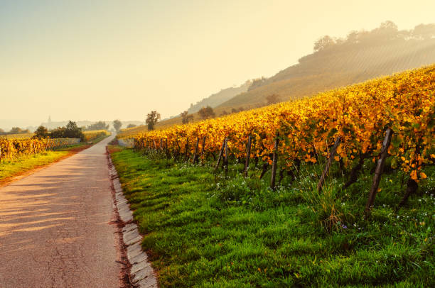istock Sunny autumn vineyard in Germany 865334786