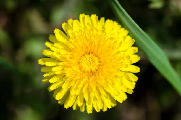 istock Dandelion flower macro photo in spring 865334864