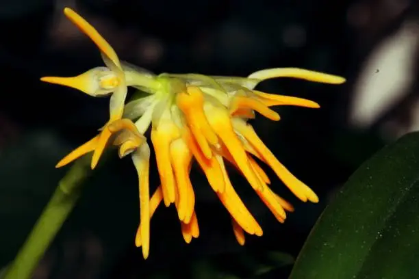 Photo of Orquidea Bulbophyllum Odorantissima