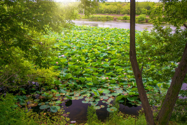 Lotus Lake, largest lake completely decorated with lotuses. pink flowers