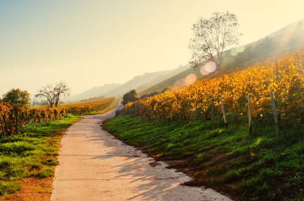 istock Sunny autumn vineyard in Germany 865339388