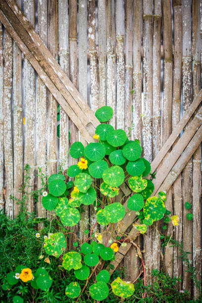 Green leaf ivy and yellow flower on bamboo wall stock photo