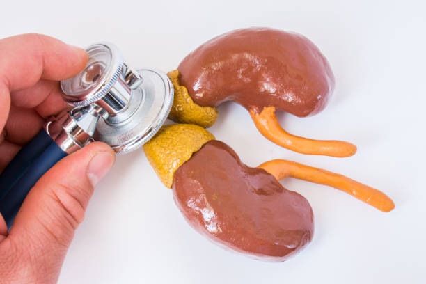 Examination of adrenal gland. Doctor holding stethoscope in hand, conducting of exam of adrenal gland close up. Concept photo for diagnosis or treatment of adrenals as part of endocrine system examen de la glándula suprarrenal. médico con estetoscopio en mano, de realización de examen de la glándula suprarrenal cerca. foto de concepto de diagnóstico o tratamiento de las glándulas suprarrenales, como parte del sistema endocrino