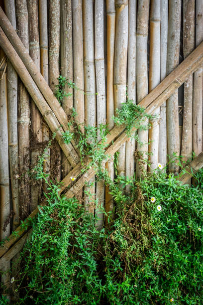 istock Green leaf ivy and yellow flower on bamboo wall 865342854