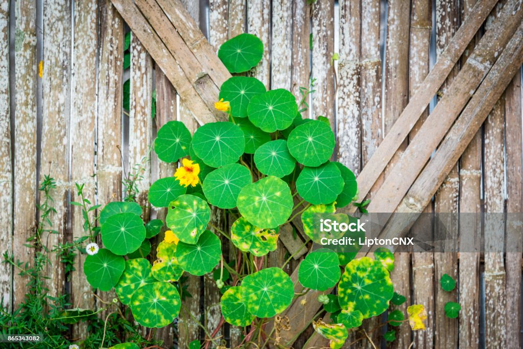 Green leaf ivy and yellow flower on bamboo wall Green leaf ivy and yellow flower on bamboo wall pattern and background Abstract Stock Photo