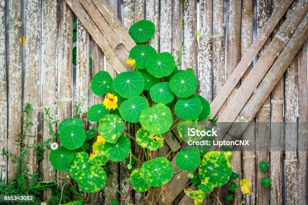 Green Leaf Ivy And Yellow Flower On Bamboo Wall Stock Photo - Download Image Now - Abstract, Backgrounds, Bamboo - Material