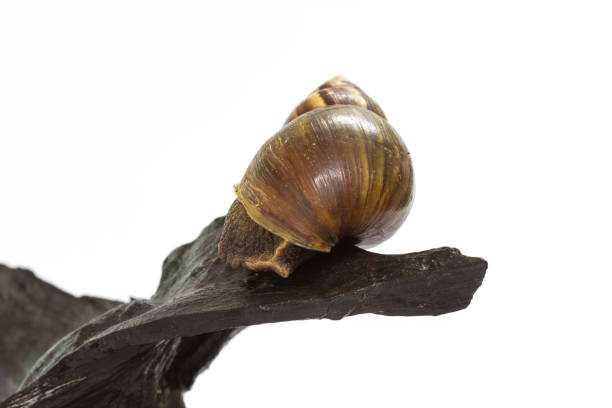 istock Close up Giant Achatina snail on log 865346022