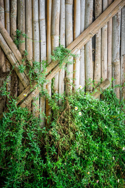 Green leaf ivy and yellow flower on bamboo wall stock photo