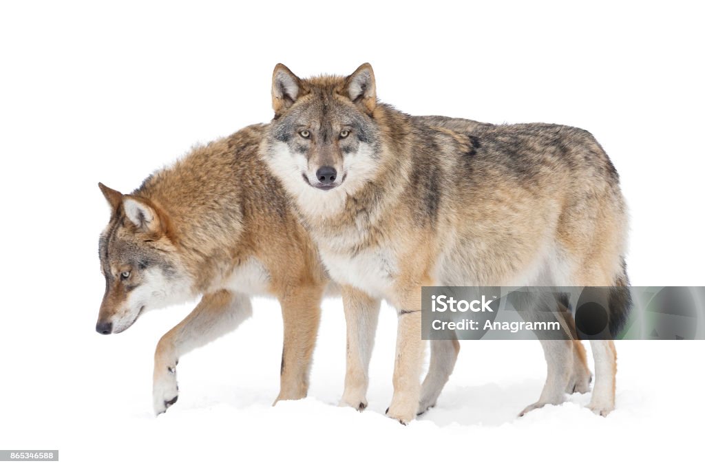 Dos Gray wolves - Foto de stock de Lobo libre de derechos