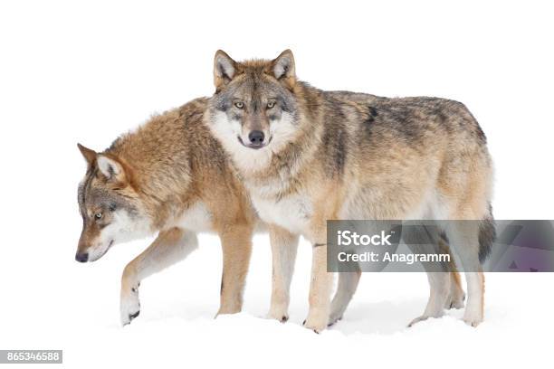 Dos Gray Wolves Foto de stock y más banco de imágenes de Lobo - Lobo, Recortable, Lobo Gris
